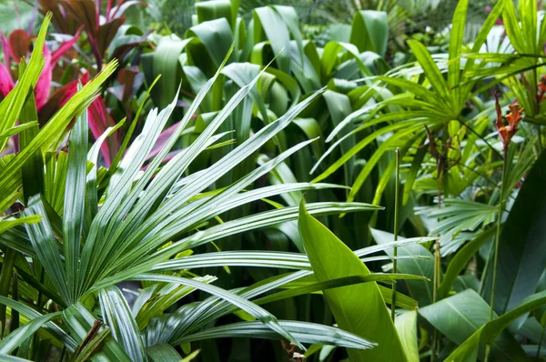 Tropischer Garten — Stockfoto