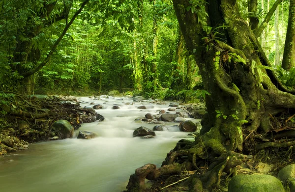 Тропічні тропічні ліси і річка — стокове фото