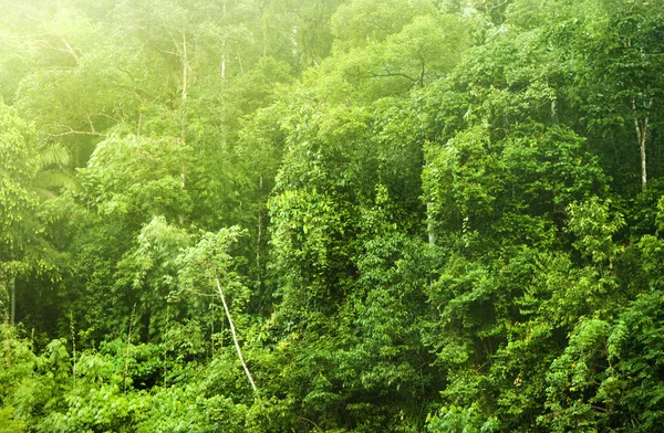Floresta tropical — Fotografia de Stock