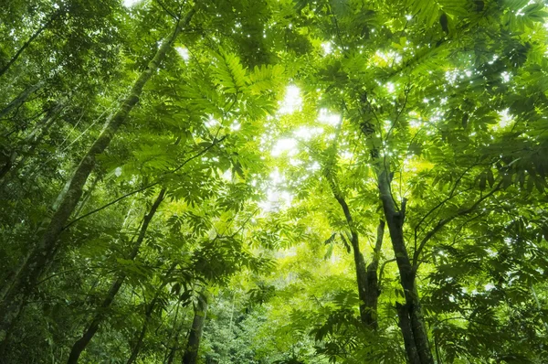 Luz solar da floresta — Fotografia de Stock