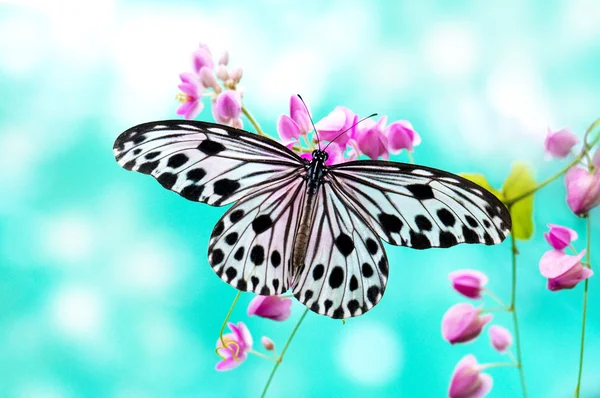 Rijstpapier vlinder — Stockfoto