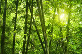 bambusové lesy.