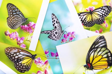 Butterfly postcard clipart