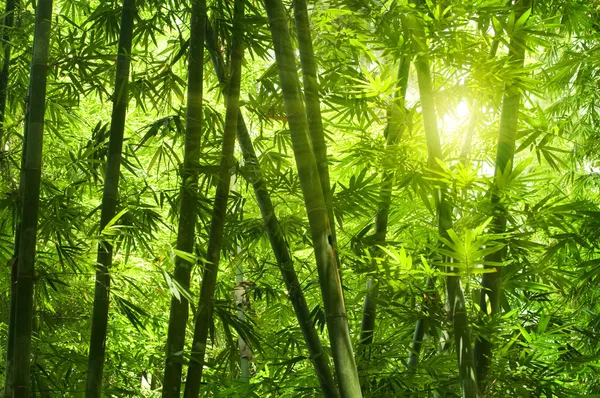 Бамбуковый лес . — стоковое фото