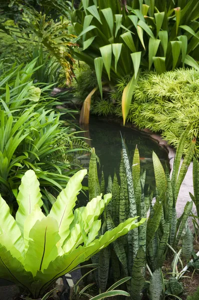 Тропічний сад — стокове фото