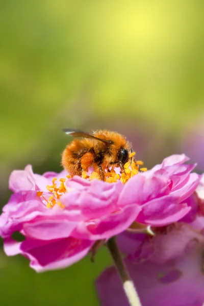 Abelha coleta de mel — Fotografia de Stock