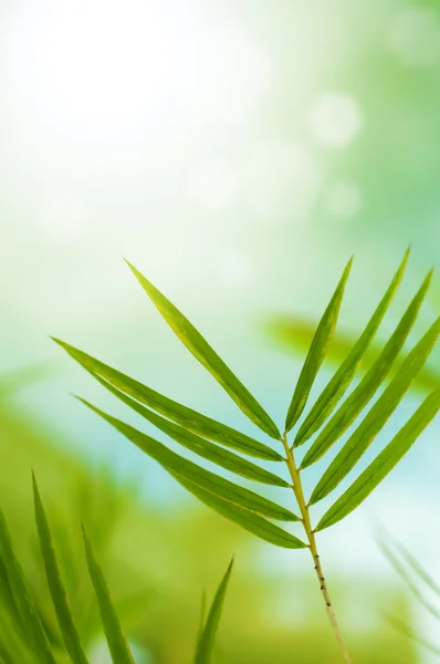 Bambu Yaprakları — Stok fotoğraf