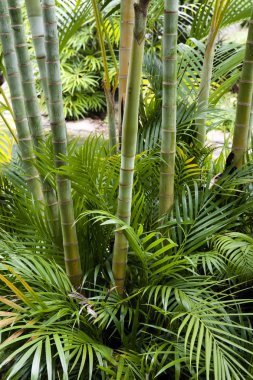 Bambu Bahçe