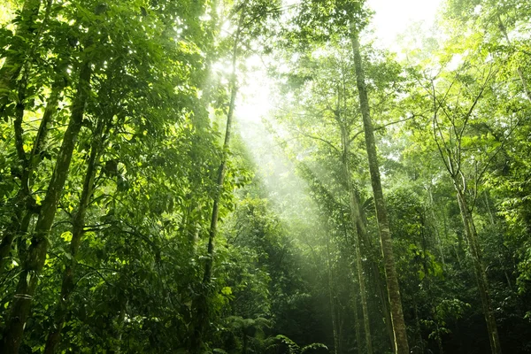 Luz solar del bosque — Foto de Stock