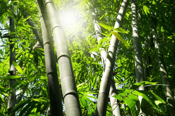 Bambusbaum — Stockfoto