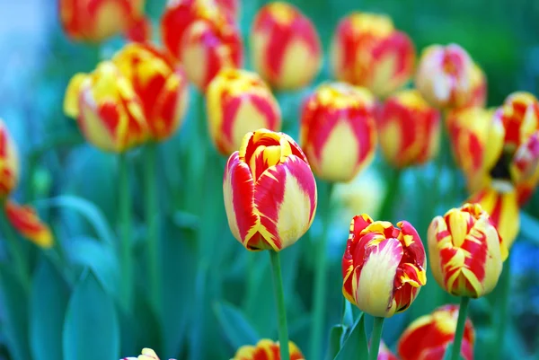 Mixed colored of tulips in a garden — Stock Photo, Image