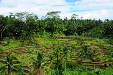 Rice plantation clipart