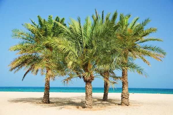 Datum palm tree Stockbild