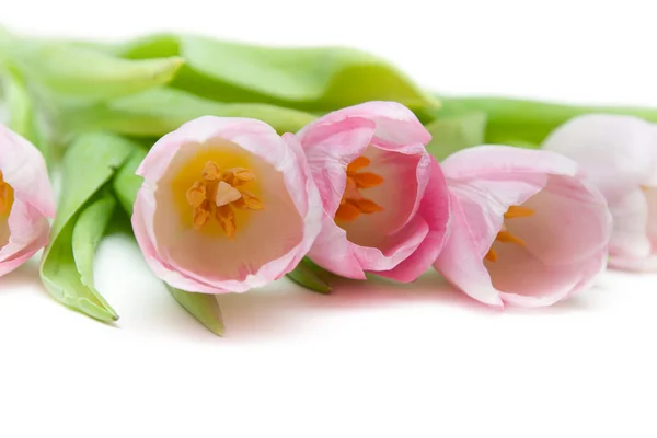 Ramo rosa tulipán —  Fotos de Stock
