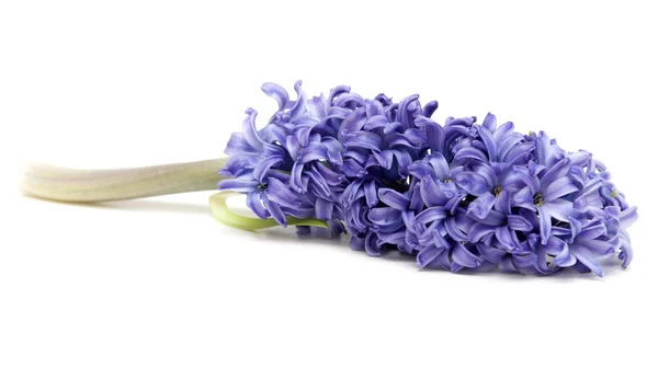 Violeta flor exótica — Fotografia de Stock