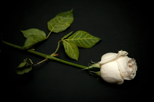 Ослепляющая роза — стоковое фото