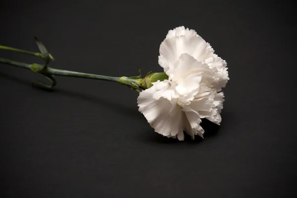 White carnation — Stock Photo, Image