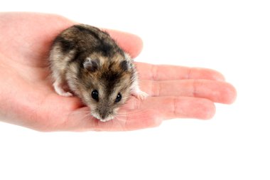 Hamster on palm clipart