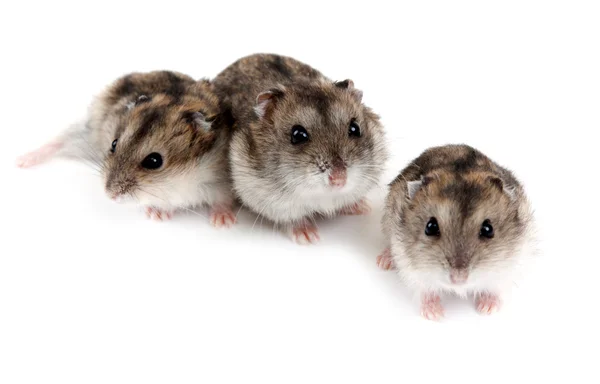 Três hamsters — Fotografia de Stock