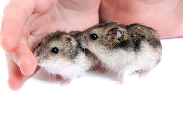 Dois hamster na palma da mão — Fotografia de Stock