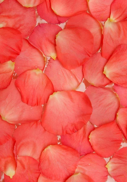 Petal van de rozen — Stockfoto