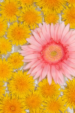 dandelions sarı ve kırmızı gerbera