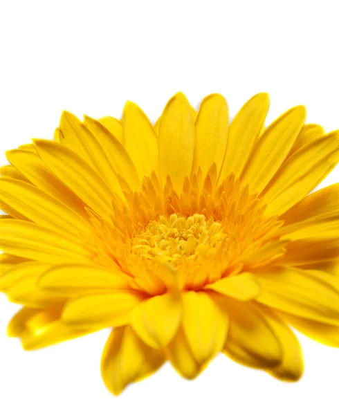 Sárga virág gerbera — Stock Fotó