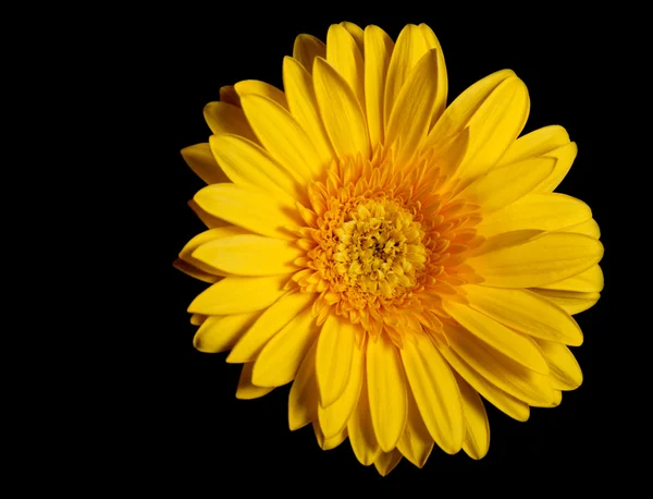 Gerbera flor amarela — Fotografia de Stock