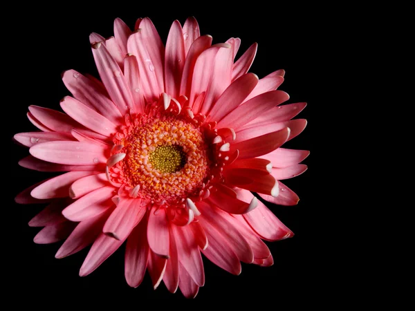 stock image Red flower gerbera