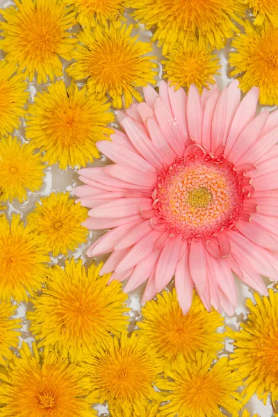 Dandelions amarelos e gerbera vermelha — Fotografia de Stock