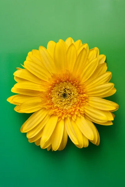 Gul blomma gerbera — Stockfoto