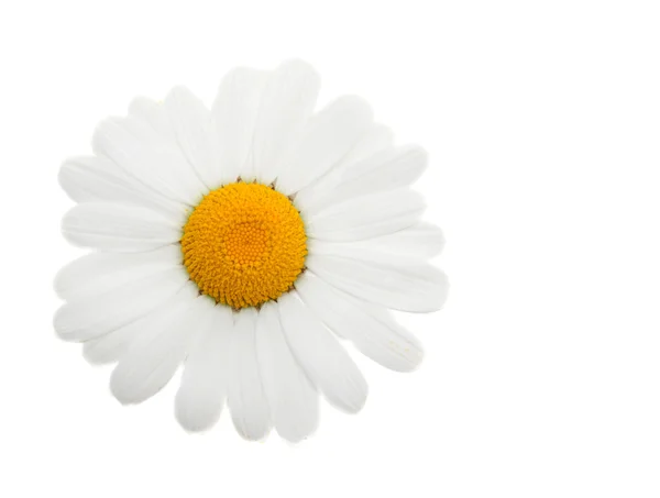 Ett huvud daisywheel — Stockfoto