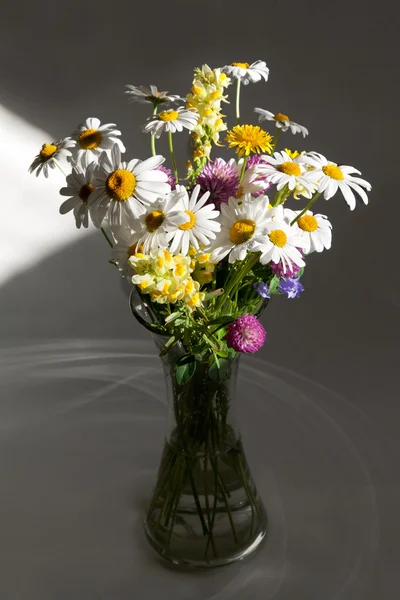 Still life bouquet daisywheel in vase with water — Stock Photo, Image