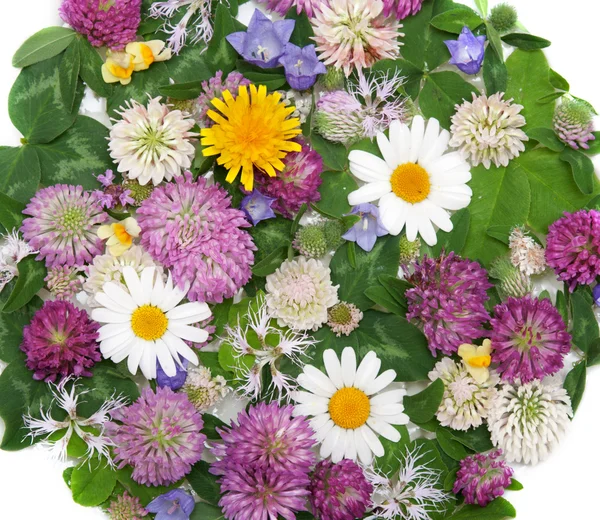 Background from daisywheel, dutch clover, dandelion — Stock Photo, Image