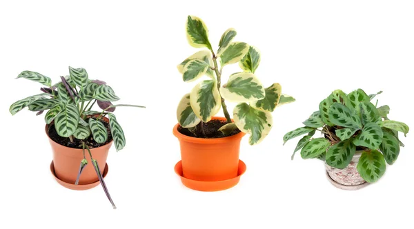 Three home flowers in pot — Stock Photo, Image