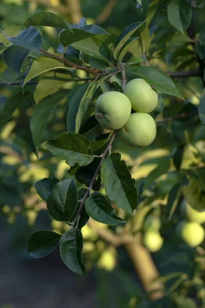 枝に緑のりんご — ストック写真