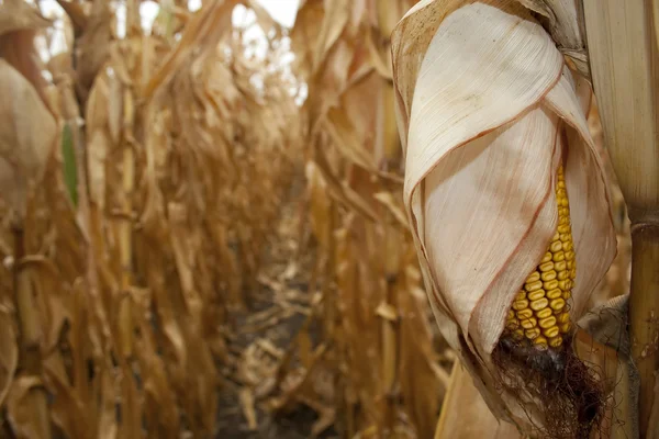 Kolby kukurydzy suchej — Zdjęcie stockowe