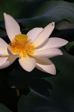 Lotus poud