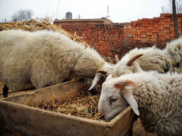 stock image Sheep