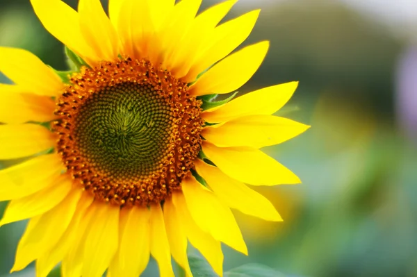 stock image Sunflower