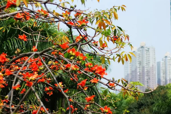 stock image Tree