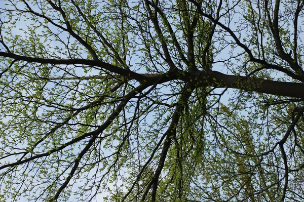 stock image Tree