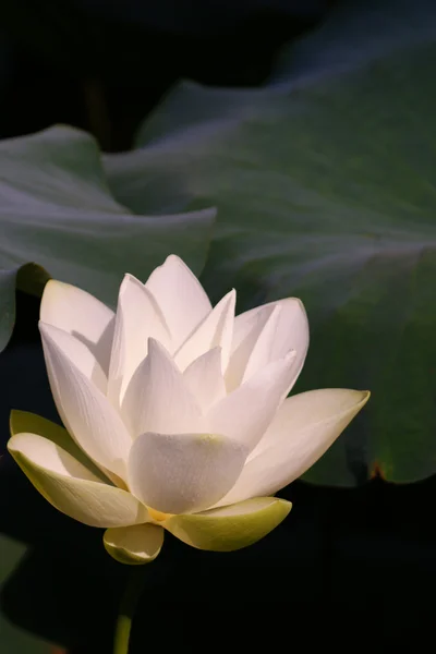 Lotus poud — Stok fotoğraf