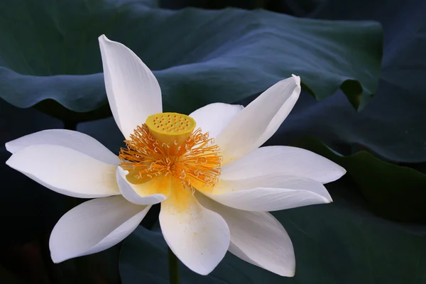 Lotus poud — Stok fotoğraf