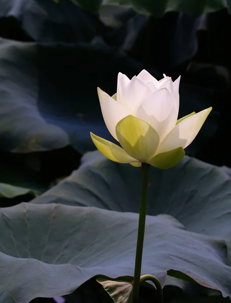 Lotus poud — Φωτογραφία Αρχείου