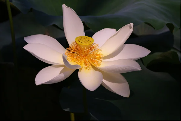 Livre de Lotus — Photo