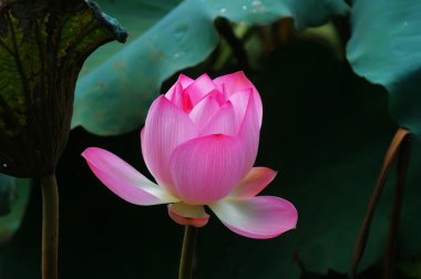 Lotus