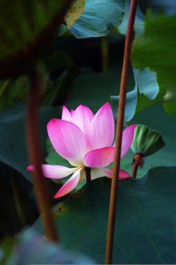 Lotus