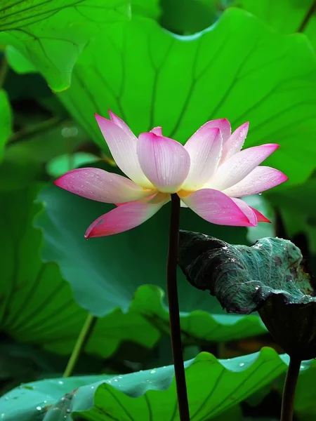 Staw lotosu — Zdjęcie stockowe