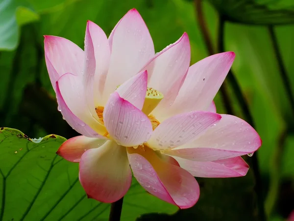 Lotus pond Stock Image